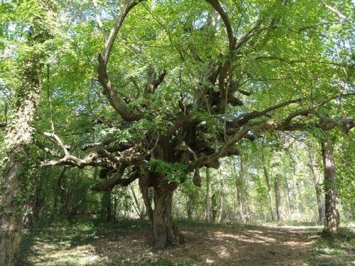 Arbre aux sorcières Bizarre