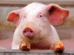 The pig in Heudreville