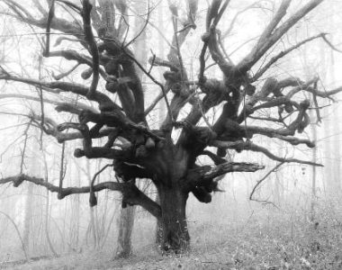 Arbre aux vœux ou aux sorcières l'hiver
