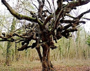 Arbre aux vœux ou aux sorcières