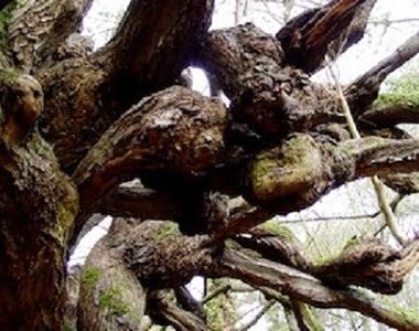 Arbre aux sorcières