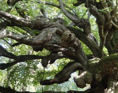 Arbre et ses malformations