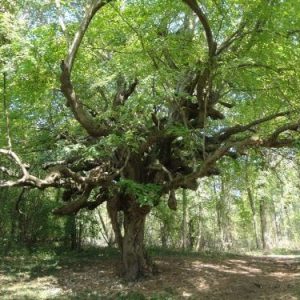 Arbre aux sorcières Bizarre