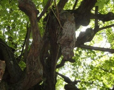 Arbre aux sorcières