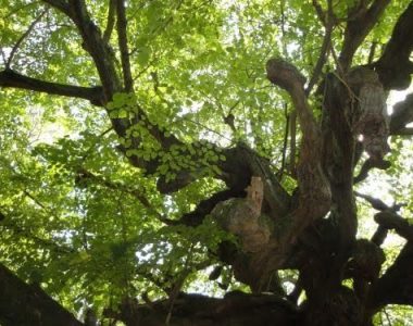 Arbre aux sorcières